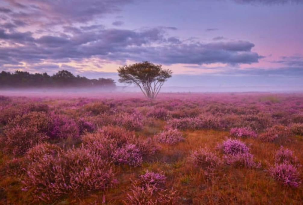 Veluwe Boutique Lodge Putten Ngoại thất bức ảnh